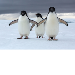 PenguinWarriors