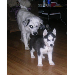 The Epic Doges lol xD