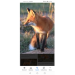 World of fox's
