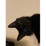 Black cute cats