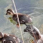 Super Duck Invaders