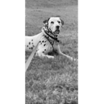 Phoenix Dalmatian