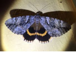 Moth’s world