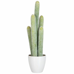 Cactus Hangout