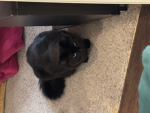 Oscar is the catp
