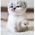 Tue cute CATTY UwU