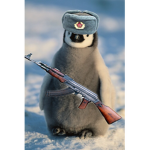 The galactic pingu republic