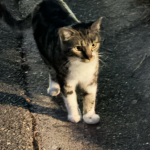 Urban Hunters