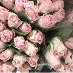⋆˚✿˖°