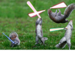 Jedi Squirrel Squad