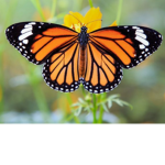 Sweet cool butterflies