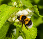 The Bee group ~