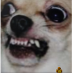 JONN THIS IF U LOVE PUPPYS