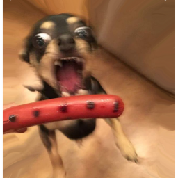 dog god church
