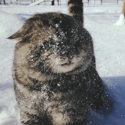 ❄