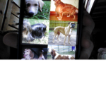 Doggys rule