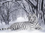 Ice Tigers