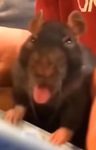 Hrantig1