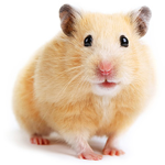 crazy hamsters group