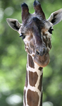 Giraffen armyyyyyy