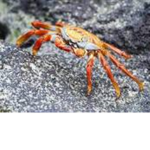 crustacean nation