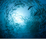 Marshall’s Aquarium