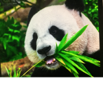 Panda squadK
