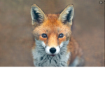 Potato_Foxes