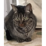 LFD KITTY GROUP
