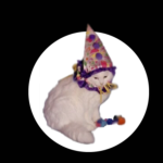 HappyCat Studio