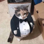 gato?