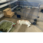 Bunny rock Sqad
