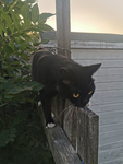 Meow x