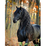 ~beautiful horses~