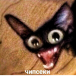 <3 dla Kitty