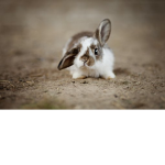 Bunny times