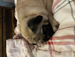 Poppy Pug Studios