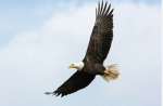 Eagles King