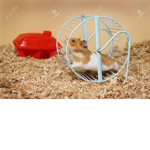hamsters rule they are the best!!