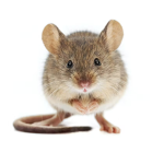 slimy little rats incorporated