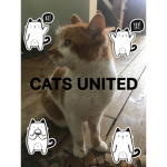 Roblox Kitty Cat Klub Forever