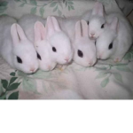 Chill bun bun