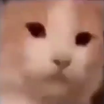 Cube cat