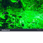 THE OOZE