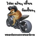 Thai minny XD