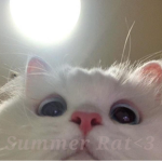 Summer Rat <3