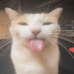 silly kitties 39