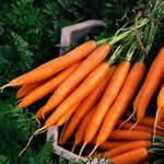 carrot studioss