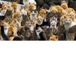 Loyal Cat Army