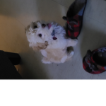 Lilkingkingaa group